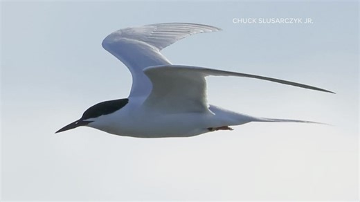 'Just so improbable': Bird-watchers in Huron discover rare roseate tern