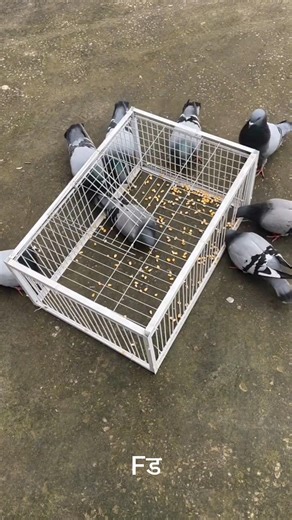 Animals Walk Into This Trap But Can’t Escape & Rescued Baby Bird Feeding #shorts