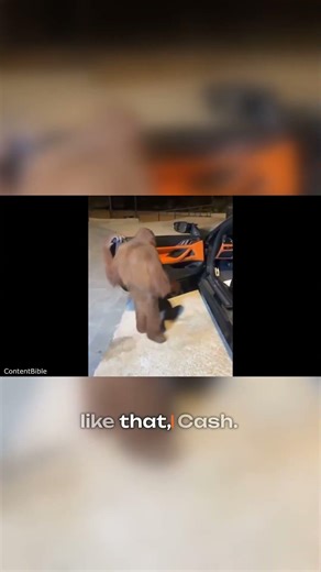 CAT DEFEATS BEAR! You won't believe the ending... 🤯