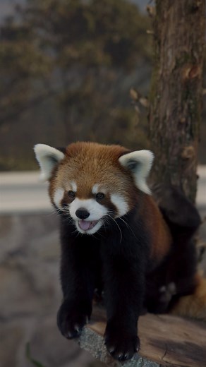 1.9K views · 44 reactions |  Exciting news from Roger Williams Park...