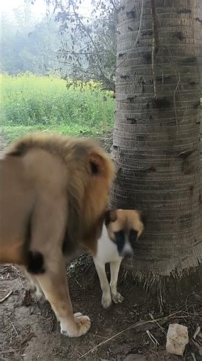 हमार जिला झुकी ना