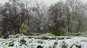 Snow-Covered Bushes and Bare Trees in Winter Landscape