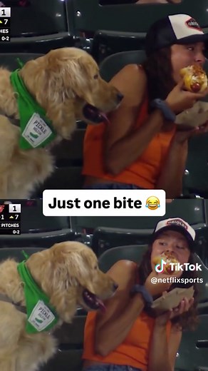 Dog Begs for Hot Dog at Baseball Game 😂