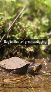 We see a big future for these tiny little diggers. When born, bog turtles are the size of a quarter. As adults, they’re only four inches. They are mysterious and secretive, spending most of their time buried in mud. Bog turtles are imperiled; they are a federally listed threatened species. The challenges facing this little reptile are huge: the bogs they rely on have been drained for development and agriculture, they are poached for the pet trade, and they’re hit by cars when they cross roads, l