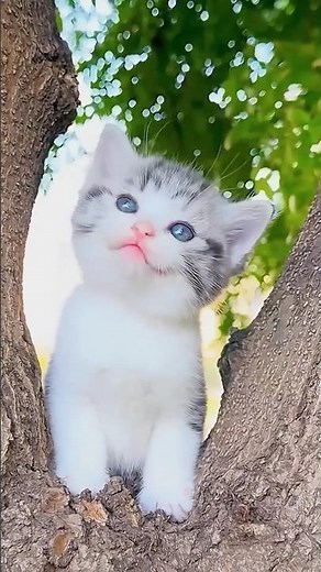 Billi wala cartoon cat Lovely 🤩🌹 Billi wala game #cat #kitten #billi