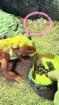 フトアゴヒゲトカゲ🦎にフトアゴヒゲトカゲ用の餌を与えてみた！