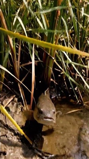 🎣 CRAZY Fish Bites Compilation! 😲 You Won't Believe This! #fishing #fishbites