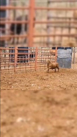 Elite Alpha Meatmaster Ram | Serious Genetics on Offer #farming #meatmaster #goat #sheep #farm