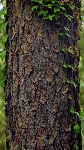 Tree trunk with climbing ivy in a forest background - Free Stock Video