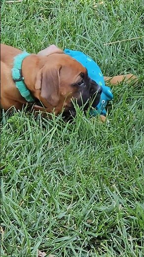 Adorable Little Boxer Puppies Playing With Toy 🐶✨