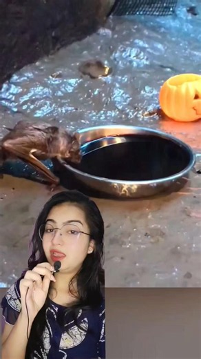 POV: You find a real vampire bat 😱 #wildlife #shorts #creepy
