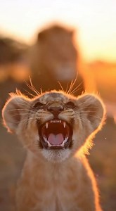 Brave little lion cub roaring confidently in nature. #WildNature #BabyLion | Lion Cub Roars