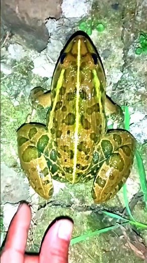 🐸😂 Funniest Frog Funny Shorts Video!