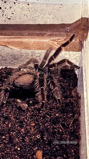 Baby tarantula.