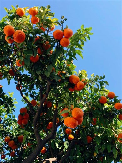 La Belleza de Estepona: Un Paraíso en Andalucía