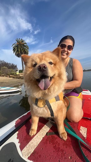 When you’re a floof who didn’t get the ‘dogs can swim’ memo 😂🐻💦 Just wait for her confidence at the end! Whether you’re unsure if your dog knows how to swim or you know they need a little more practice, our Dog Swim Lesson Experience is the perfect introduction to the water, done the SUP Pups way: interactive, fun, and supportive! Unlike typical indoor dog swim facilities where pups are placed in a small pool alone and owners can only watch from the sidelines, this experience is all about con