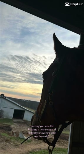 Guys I have nothing to post and pistol is lame again so🫰#saddlebred