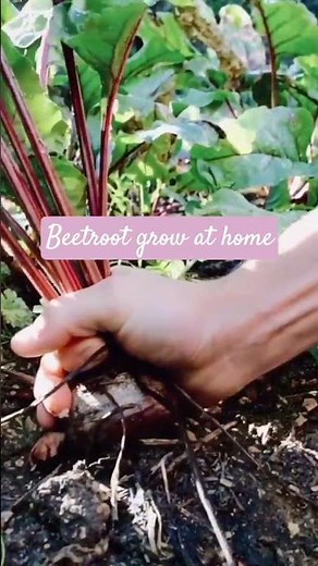 **🌱 How to Grow JUICY Beetroot at Home! (Easy & Rewarding)** #beetroot #diygardening