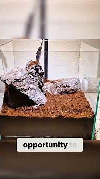 Dessert Vivarium Build - How We Created an Ant Habitat!
