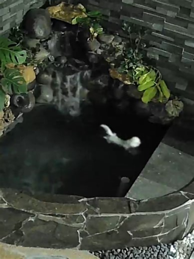 Cute White Cat Reactions That Will Make You Laugh