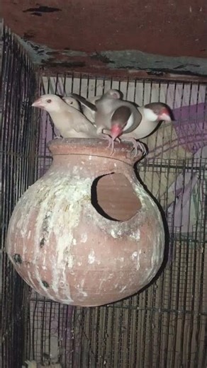 Fawn Java pair with three Chicks