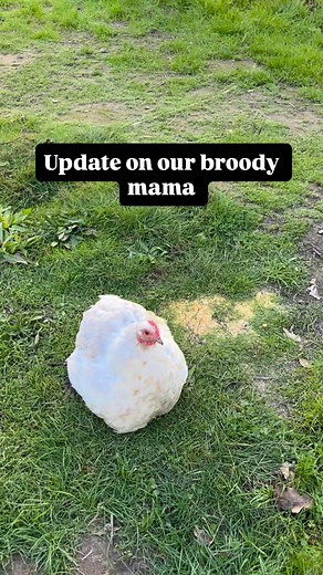 🌿 A Key To Self Sufficiency 🌿 . I’ve seen mama Cochins share babies, but I have yet to see a rooster want to co-parent. I’m so curious to watch this unfold with Storm Cloud and our broody mama. 🌿 I used to have Silkies at the top of my “chickens to have in the apocalypse” list because they’re famously broody and can hatch and raise chicks without electricity or an incubator. This year, though, Cochins are moving to the top of my list as a favorite naturally broody breed for keeping a flock go