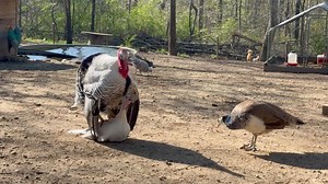 Turkeys Breeding | Snead’s Farmhouse