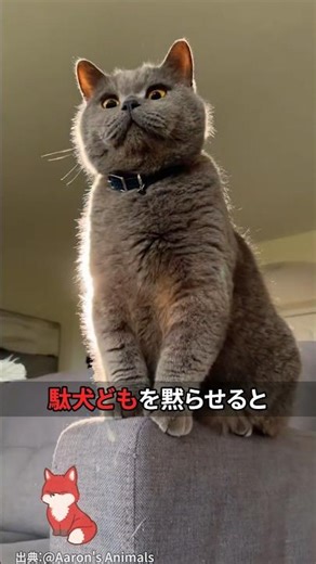 The result of turning the living room into a jungle and making the cat king