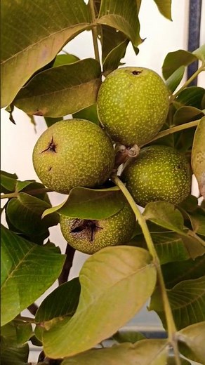 How to grow a walnut tree from seed