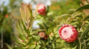 Protea pink flower in garden, California USA. Sugarbush repens springtime bloom, romantic botanical atmosphere, delicate exotic blossom. Coral salmon spring color. Flora of South Africa. Soft blur.