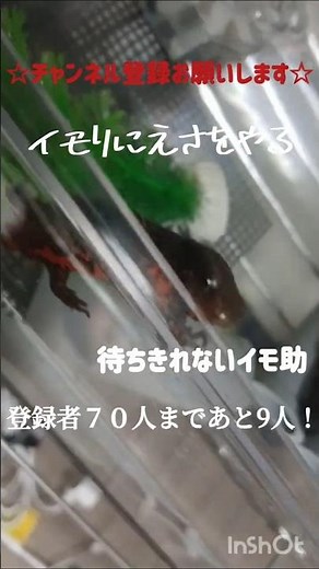 イモリに餌をやる#イモリ#かわいい #frogs #shorts #飼育方法