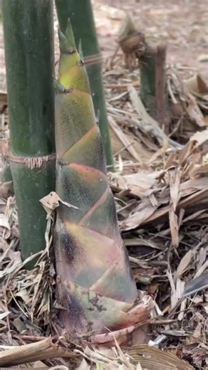 Let's chop Kim Sung bamboo. #KimChungBamboo #UncleKhamBamboo #TrendyClip #challenge #bamboo #farming