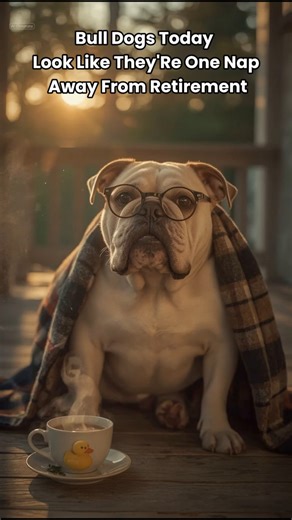 English Bulldog: One Nap Away 💤 | The Laziest Philosopher of Them All