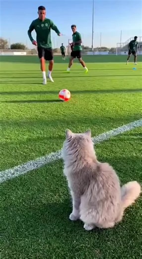 Funny Cat Soccer Moments: Epic Feline Moves