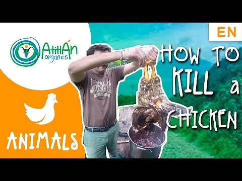 How To Kill, Pluck And Eviscerate A Chicken | Detailed Instructions Of The Butcher Process