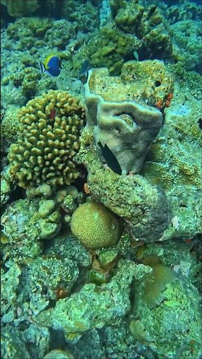 Exploring The Underwater World | 4K UHD | Blue Planet II | Rahul's Marin Life || Maldives 🇲🇻