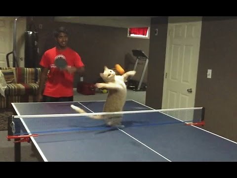 Cats Playing Ping Pong