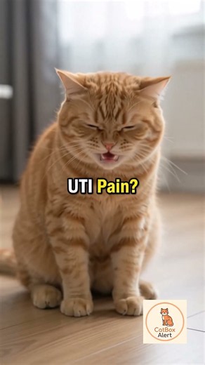 Why Is My Kitten Peeing Outside the Litter Box? #catbehavior #cattips #catcare