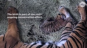 A Sumatran tiger cub was born at the San Diego Zoo Safari Park. The tigers are critically endangered, according to the zoo. | USA TODAY