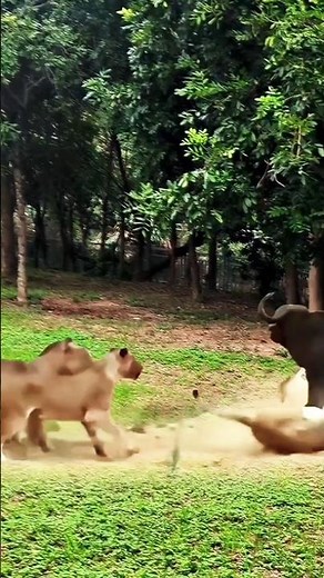 The Raw Power of an Angry Buffalo (Nature's Fury)