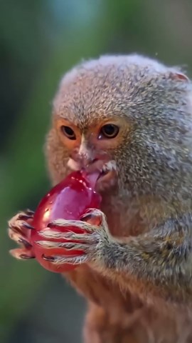 Tiny monkeys show off their love for juicy grapes