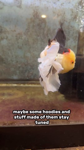 Showing My Most Beautiful Goldfish in the Pond