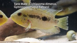 2.1K views · 19 reactions | Fish of The Week!! Red Breasted Chanchito https://imperialtropicals.com/products/australoheros-scitulus?_pos=1&_psq=Red+Breasted&_ss=e&_v=1.0 | Imperial Tropicals | Facebook