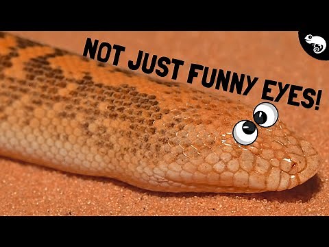 The Complete Guide to Sand Boas - All 17 Species!