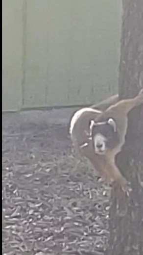 🟠 Fox Squirrel Sighting on Carolina Beach?! Today we captured video of something you don’t see every day around here — a Fox Squirrel cruising through Carolina Beach. Technically they’re listed as “common” in North Carolina overall… …but on the island? Pretty uncommon. Most folks (us included) have never seen one out here. These giants are almost twice the size of gray squirrels, with those bold color patterns and big fluffy tails that look straight out of a nature documentary. They love longle