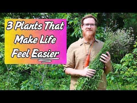 I Healed My Nervous System with These 3 Plants