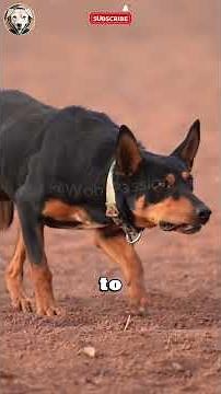 Australian Kelpie 🧠🐕 The Genius Herding Dog🐾#woofpassion #AustralianKelpie #SmartDogs #pets