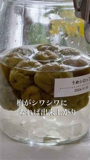 簡単梅しごと🍃梅シロップ作り🐌疲労回復パワージュース🍹#shorts