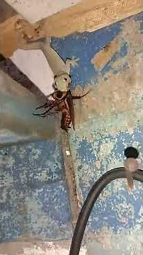 House gecko Lizard vs Cockroach