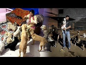 Golden Retriever, chow chow & indie Dogs For adoption🚨